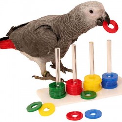 Bird Training